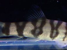 画像3: 【淡水魚】【通販】パキスタンローチ【１匹 サンプル画像】(コイ科)(生体)(熱帯魚)NK (3)