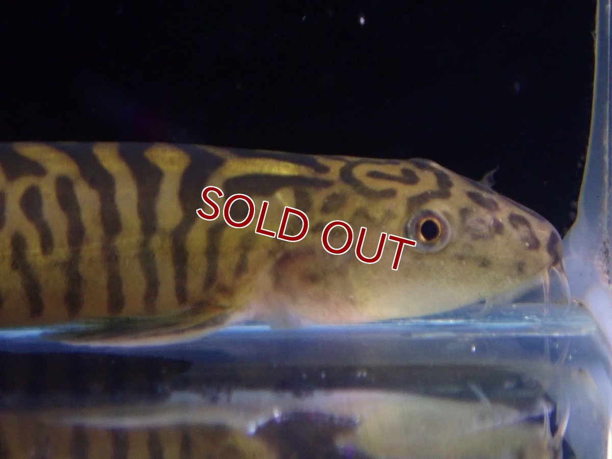 画像2: 【淡水魚】【通販】スレンダーレッドテールゼブラローチ【１匹 サンプル画像】(コイ科)(生体)(熱帯魚)NK (2)