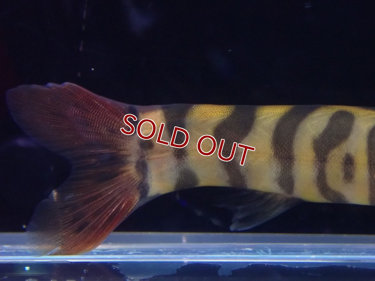 画像3: 【淡水魚】【通販】スレンダーレッドテールゼブラローチ【１匹 サンプル画像】(コイ科)(生体)(熱帯魚)NK (3)