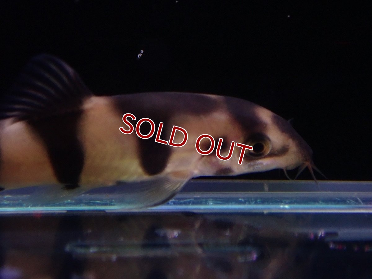 画像2: 【淡水魚】【通販】ハイブリッド クラウンローチ×パキスタンローチ【１匹 サンプル画像】(コイ科)(生体)(熱帯魚)NK (2)