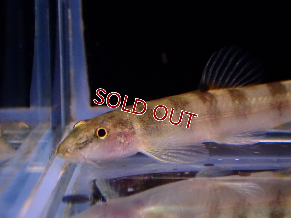 画像2: 【淡水魚】【通販】ベトナムレッドテールローチ【１匹 サンプル画像】(コイ科)(生体)(熱帯魚)NK (2)