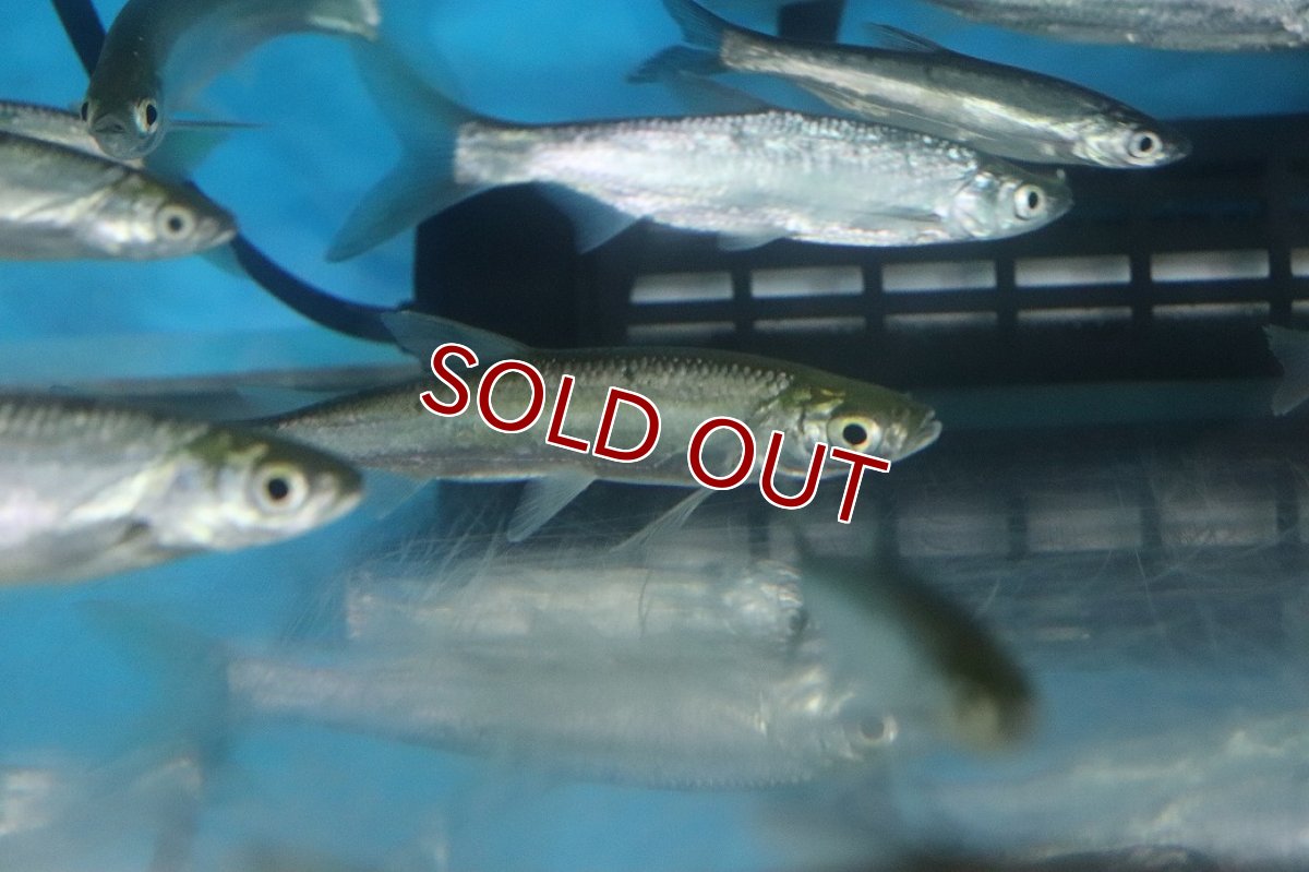 画像2: 【淡水魚】【通販】変わり種 カワイワシ【１匹 サンプル画像】(±8-13cm)(コイ科)（生体）(熱帯魚)NK (2)