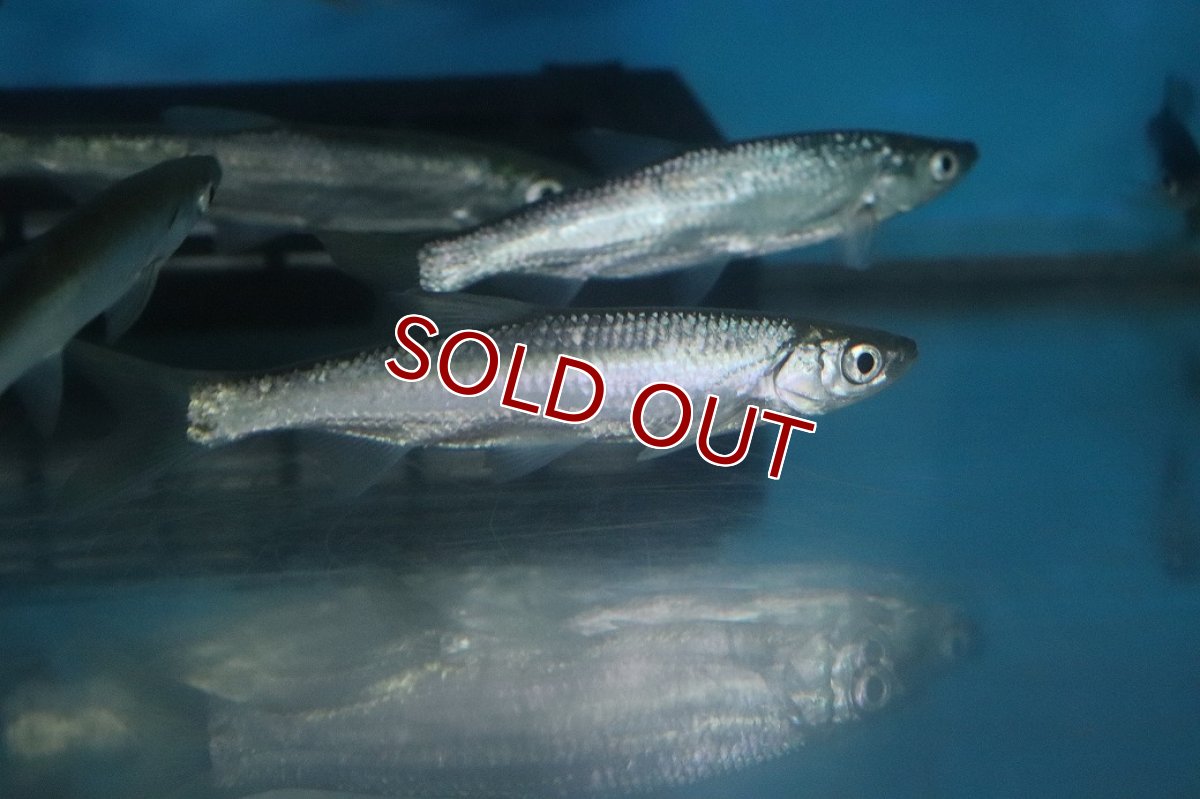 画像3: 【淡水魚】【通販】変わり種 カワイワシ【１匹 サンプル画像】(±8-13cm)(コイ科)（生体）(熱帯魚)NK (3)