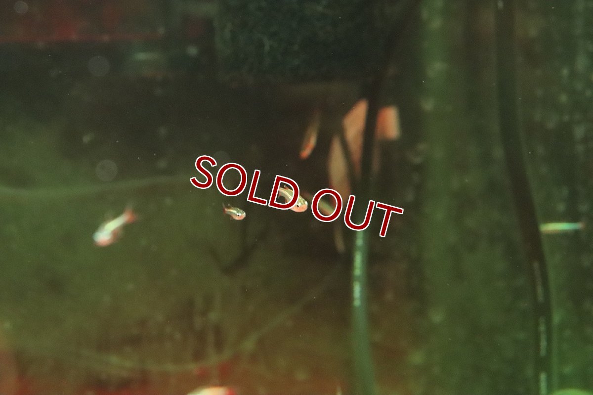 画像2: 【淡水魚】【通販】アカヒレ【１匹 サンプル画像】(コイ科)(生体)(熱帯魚)NK (2)