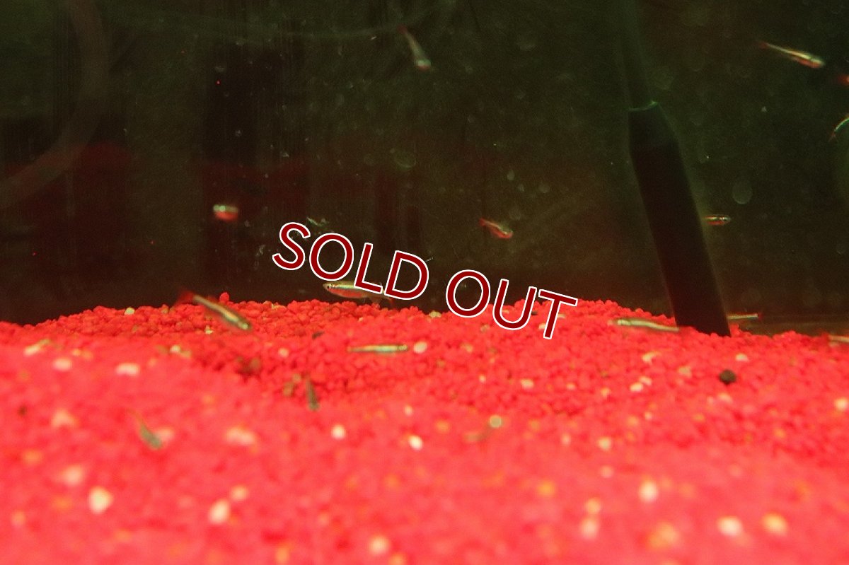 画像3: 【淡水魚】【通販】アカヒレ【１匹 サンプル画像】(コイ科)(生体)(熱帯魚)NK (3)