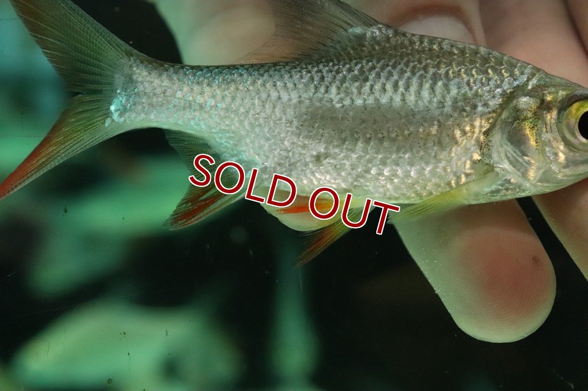 画像3: 【淡水魚】【通販】大きめ レッドフィンバルブ【１匹 サンプル画像】(±7-10cm)(大型魚)(生体)(熱帯魚)NKO (3)