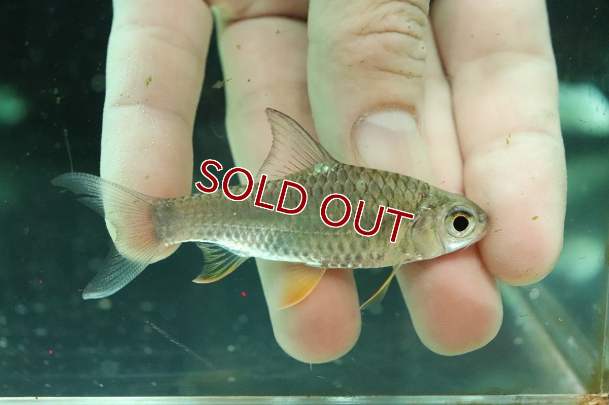 画像1: 【淡水魚】【通販】レモンフィンバルブ【１匹 サンプル画像】(±8cm)(大型魚)(生体)(熱帯魚)NKO (1)