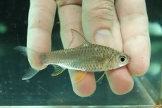 画像1: 【淡水魚】【通販】レモンフィンバルブ【１匹 サンプル画像】(±8cm)(大型魚)(生体)(熱帯魚)NKO (1)