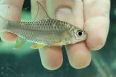 画像2: 【淡水魚】【通販】レモンフィンバルブ【１匹 サンプル画像】(±8cm)(大型魚)(生体)(熱帯魚)NKO (2)