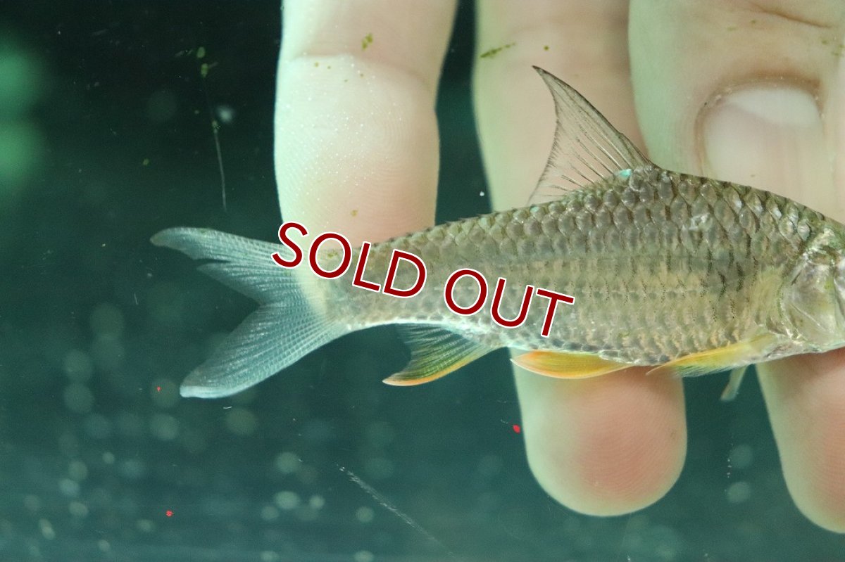 画像3: 【淡水魚】【通販】レモンフィンバルブ【１匹 サンプル画像】(±8cm)(大型魚)(生体)(熱帯魚)NKO (3)