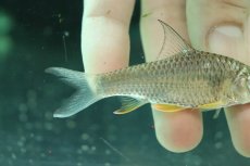 画像3: 【淡水魚】【通販】レモンフィンバルブ【１匹 サンプル画像】(±8cm)(大型魚)(生体)(熱帯魚)NKO (3)