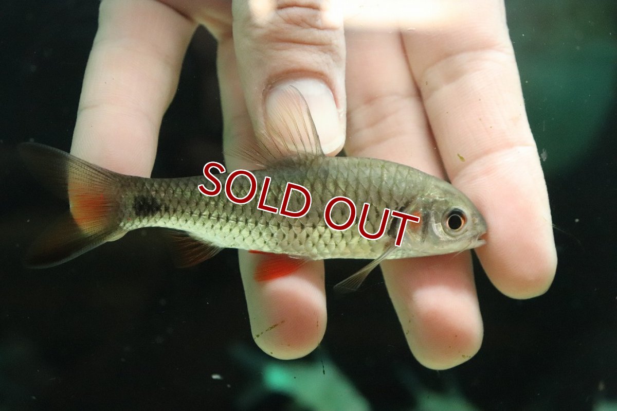 画像1: 【淡水魚】【通販】レッドチークバルブ【１匹 サンプル画像】(±8cm)(大型魚)(生体)(熱帯魚)NKO (1)