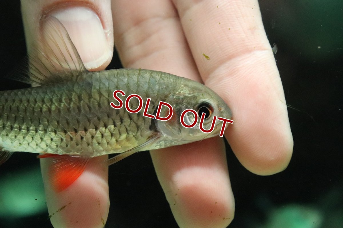 画像2: 【淡水魚】【通販】レッドチークバルブ【１匹 サンプル画像】(±8cm)(大型魚)(生体)(熱帯魚)NKO (2)