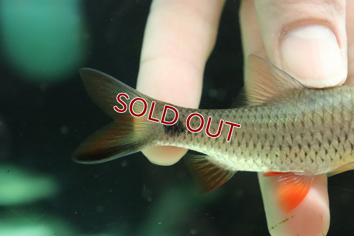 画像3: 【淡水魚】【通販】レッドチークバルブ【１匹 サンプル画像】(±8cm)(大型魚)(生体)(熱帯魚)NKO (3)