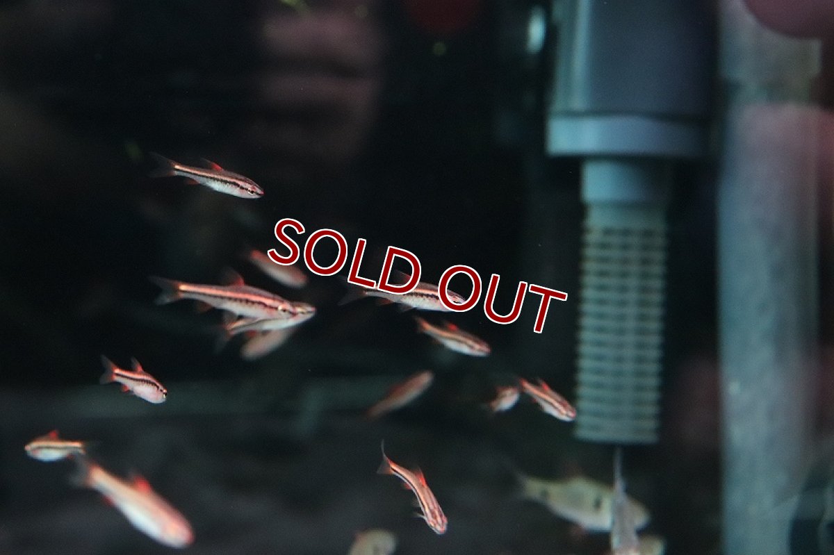 画像2: 【淡水魚】【通販】チェリーバルブ【１匹 サンプル画像】(コイ科)(生体)(熱帯魚)NK (2)