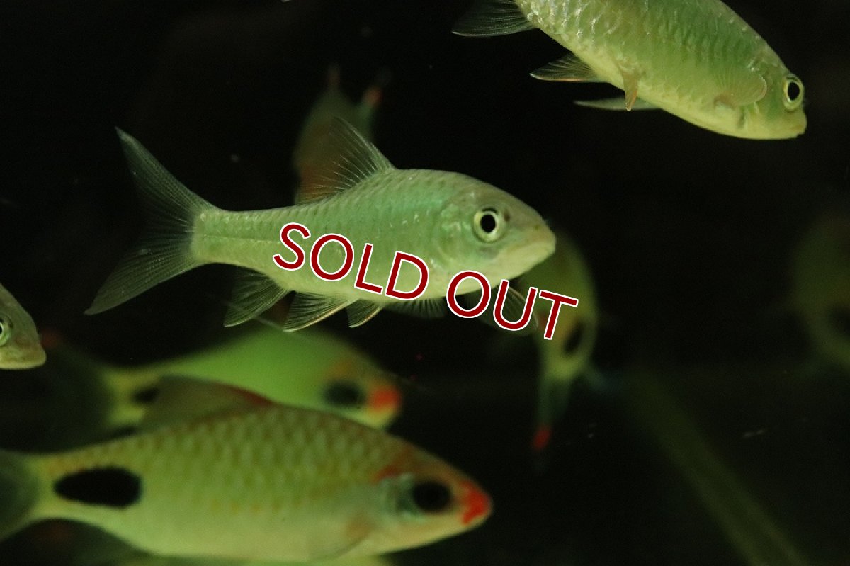 画像3: 【淡水魚】【通販】ブルーフィンカープ(トール タンブロイデス)【１匹 サンプル画像】(±8-9cm)(大型魚)(生体)(熱帯魚)NKO (3)
