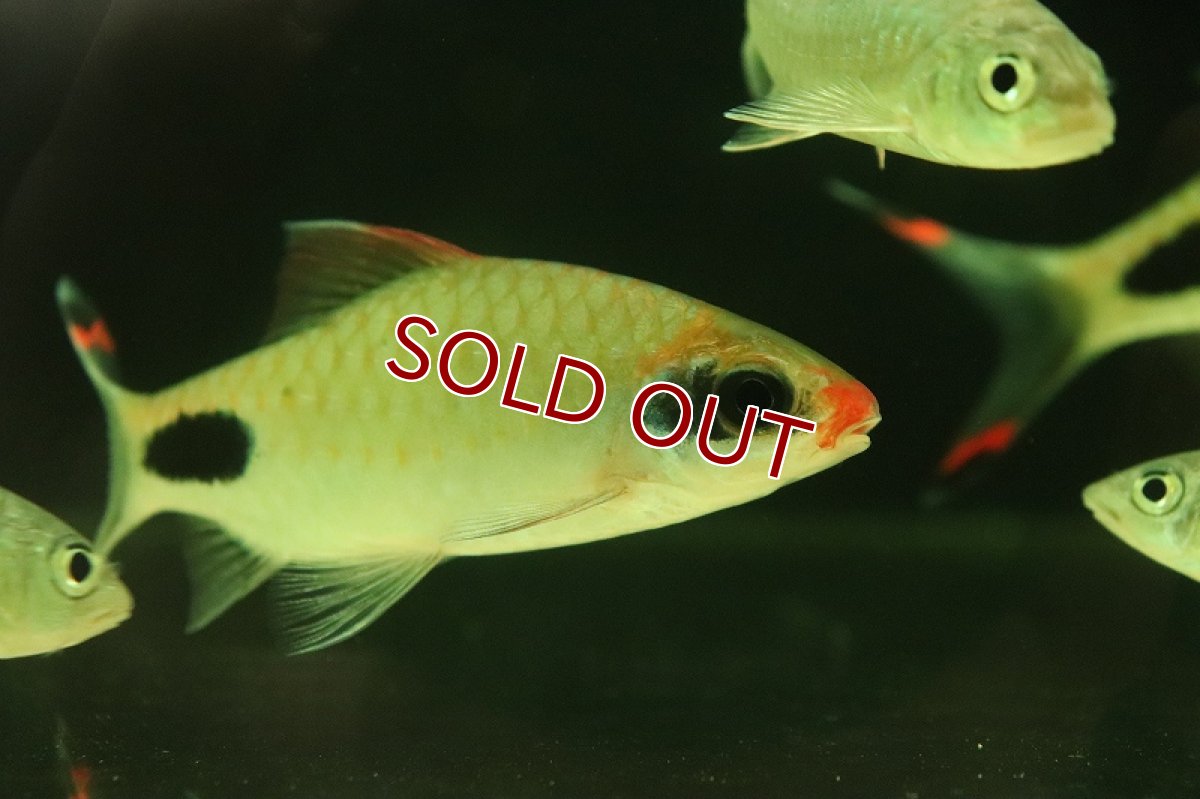 画像2: 【淡水魚】【通販】マスカラバルブ【１匹 サンプル画像】(±10cm)(大型魚)(生体)(熱帯魚)NKO (2)