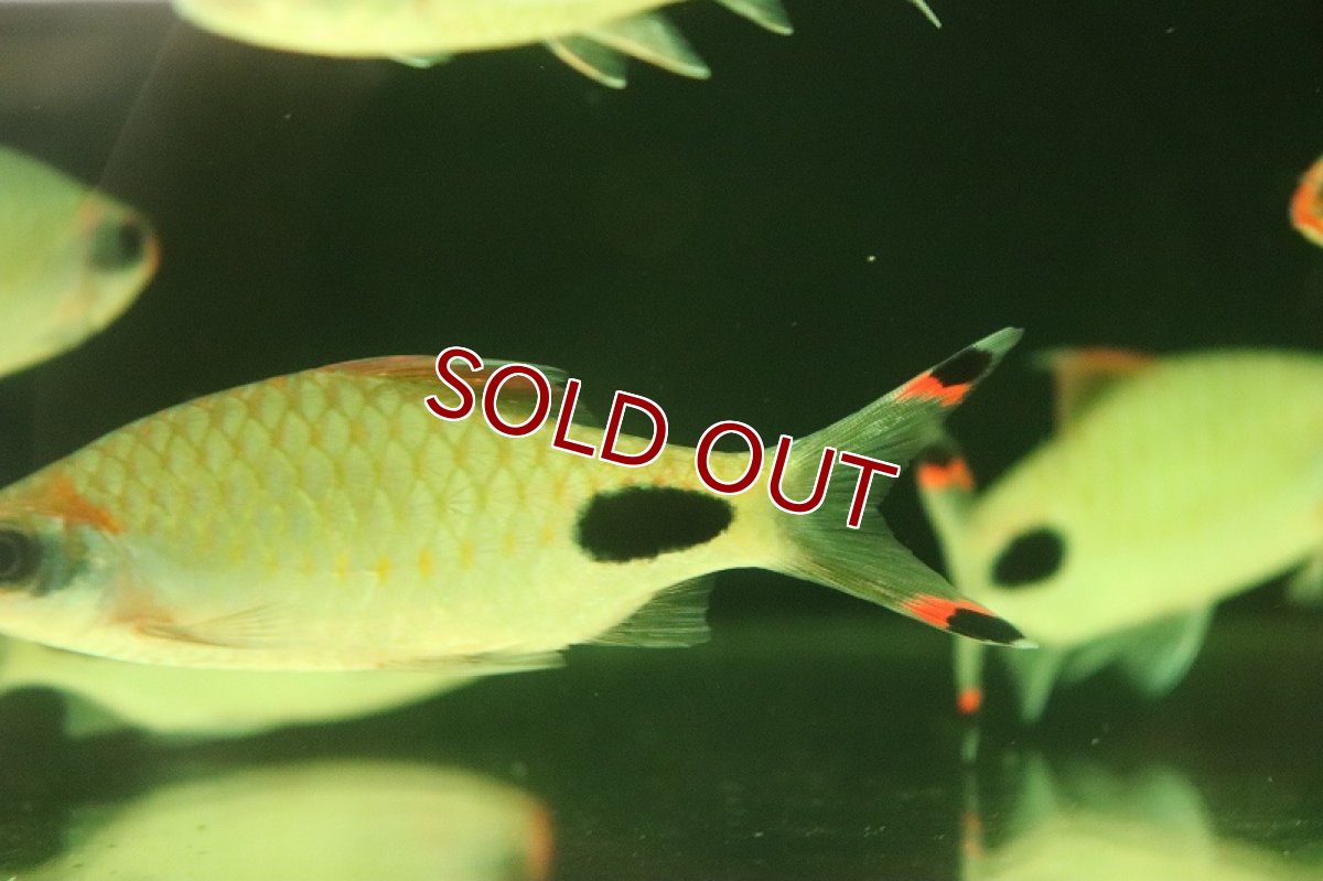 画像3: 【淡水魚】【通販】マスカラバルブ【１匹 サンプル画像】(±10cm)(大型魚)(生体)(熱帯魚)NKO (3)