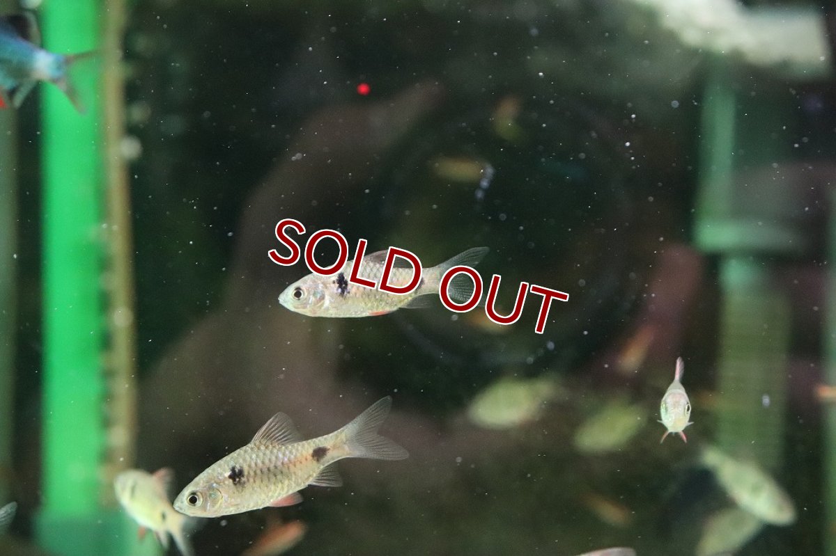 画像2: 【淡水魚】【通販】オデッサバルブ【１匹 サンプル画像】(コイ科)(生体)(熱帯魚)NK (2)