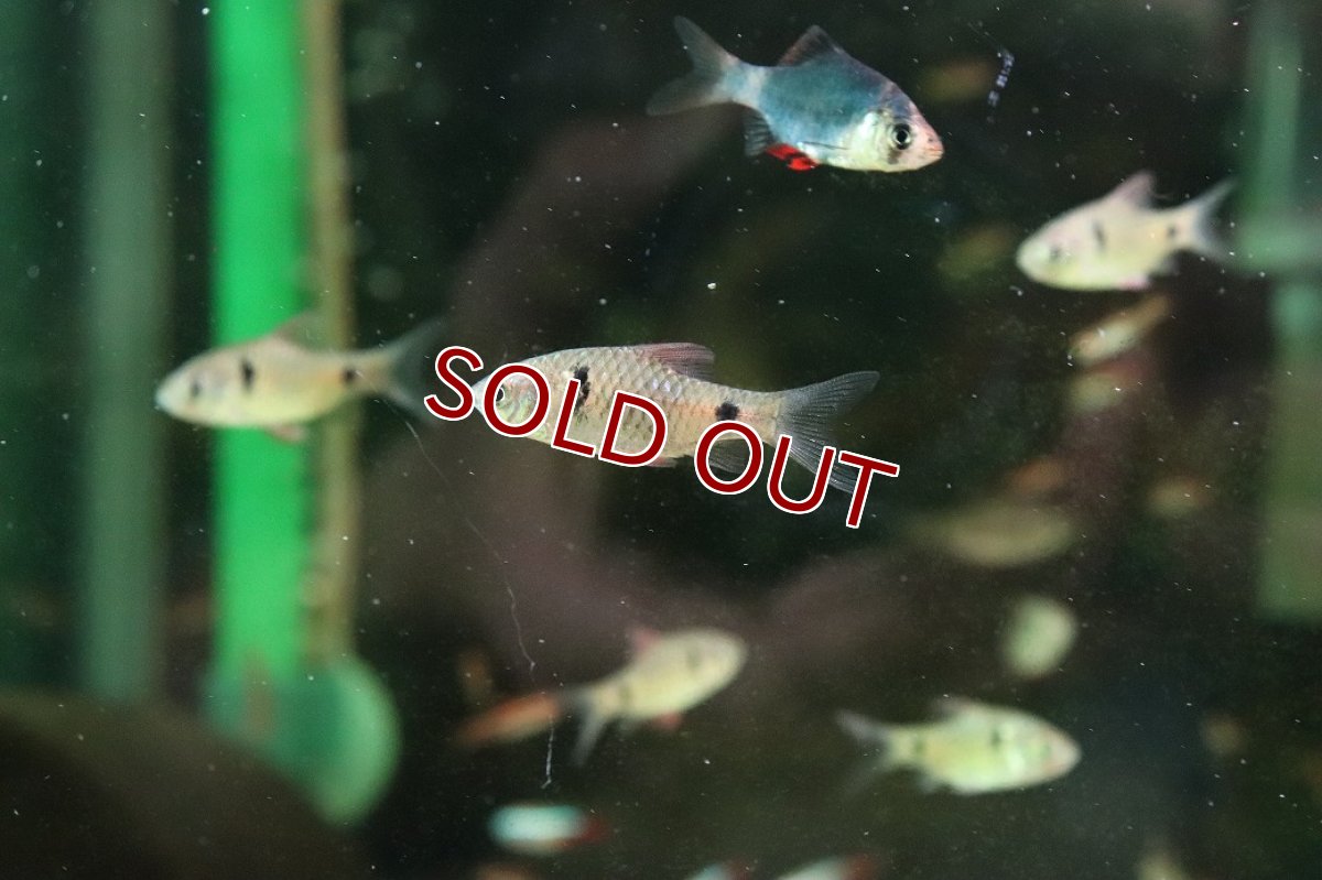 画像3: 【淡水魚】【通販】オデッサバルブ【１匹 サンプル画像】(コイ科)(生体)(熱帯魚)NK (3)
