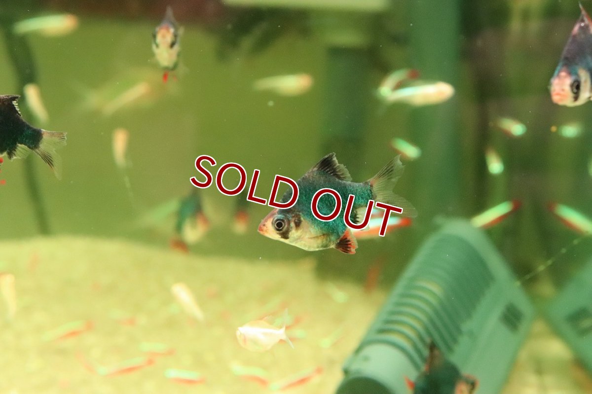 画像2: 【淡水魚】【通販】バルーングリーンスマトラ【１匹 サンプル画像】(コイ科)(生体)(熱帯魚)NK (2)