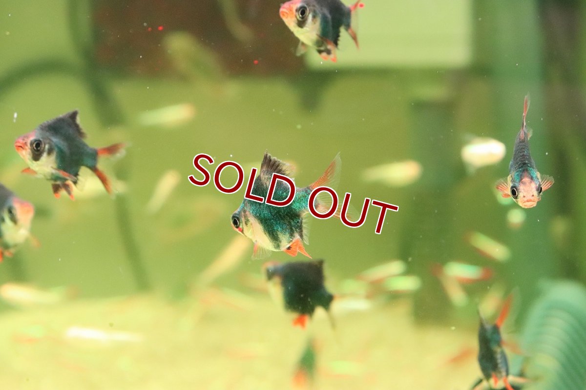 画像3: 【淡水魚】【通販】バルーングリーンスマトラ【１匹 サンプル画像】(コイ科)(生体)(熱帯魚)NK (3)