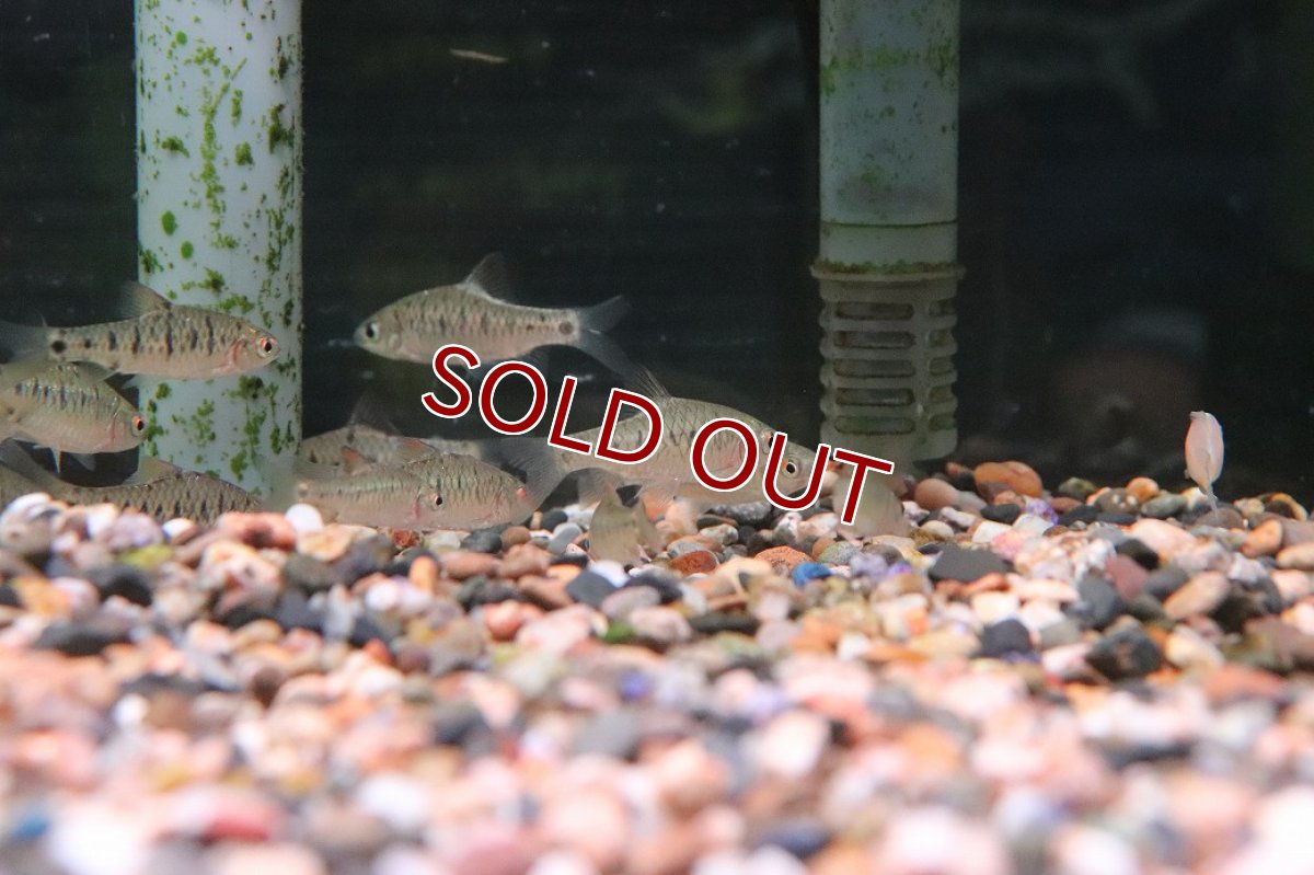 画像1: 【淡水魚】【通販】グリーンバルブ ワイルド【１匹 サンプル画像】(コイ科)(生体)(熱帯魚)NK (1)