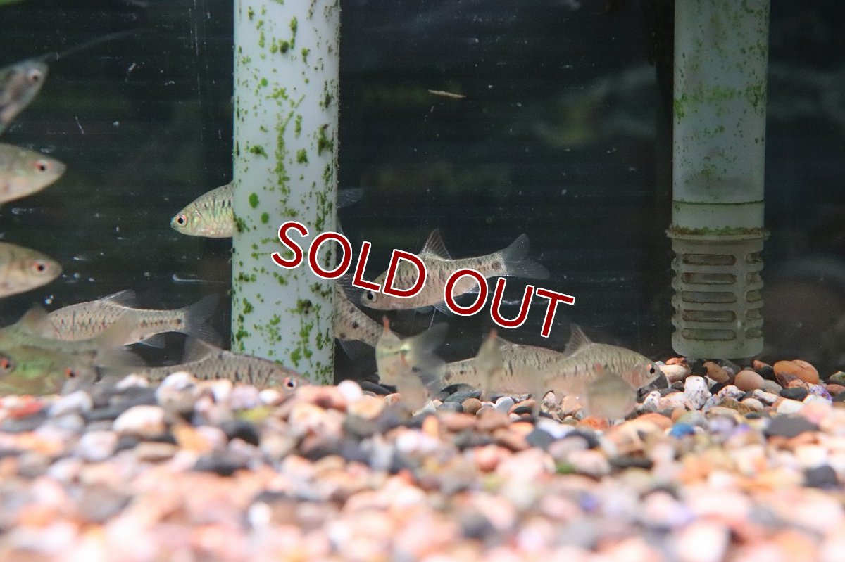 画像2: 【淡水魚】【通販】グリーンバルブ ワイルド【１匹 サンプル画像】(コイ科)(生体)(熱帯魚)NK (2)