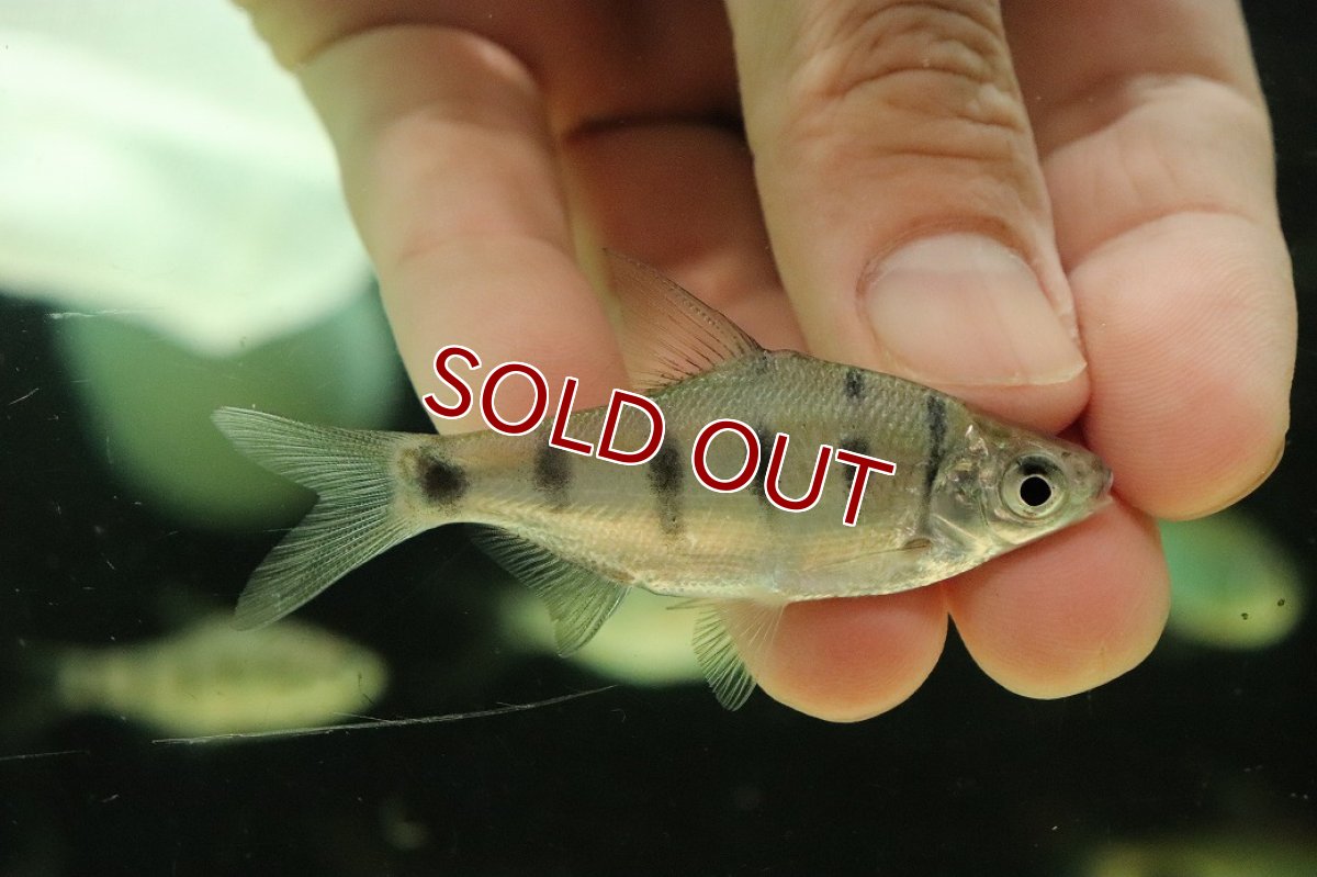 画像1: 【淡水魚】【通販】インドゼブラバルブ【１匹 サンプル画像】(大型魚)(生体)(熱帯魚)NKO (1)