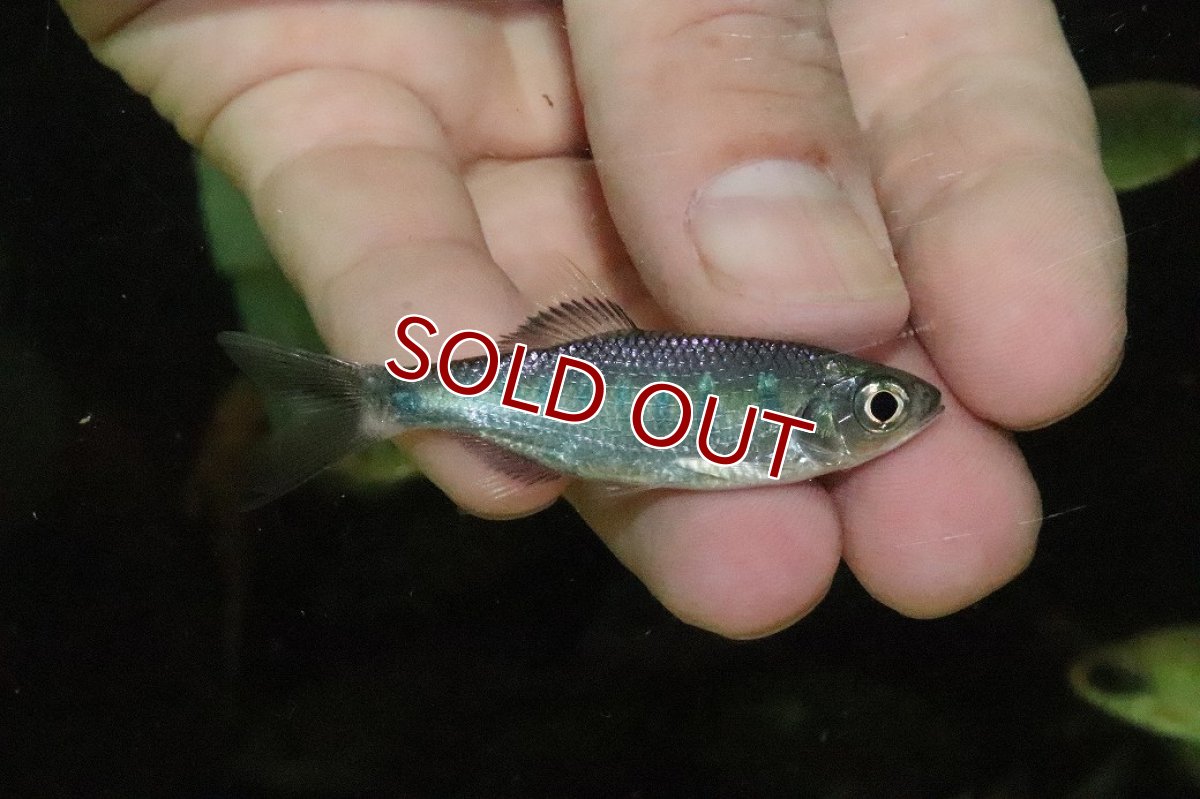 画像1: 【サマーセール10%OFFクーポン番号（10）対象商品 】【淡水魚】【通販】バリリウス バケリィ【１匹 サンプル画像】(±5cm)(大型魚)(生体)(熱帯魚)NKO (1)