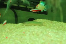 画像1: 【淡水魚】【通販】タイガーボーシャ【１匹 サンプル画像】(コイ科)(生体)(熱帯魚)NK (1)