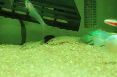 画像2: 【淡水魚】【通販】タイガーボーシャ【１匹 サンプル画像】(コイ科)(生体)(熱帯魚)NK (2)