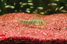 画像1: 【淡水魚】【通販】ボーシャ ストリアータ【１匹 サンプル画像】(コイ科)(生体)(熱帯魚)NK (1)