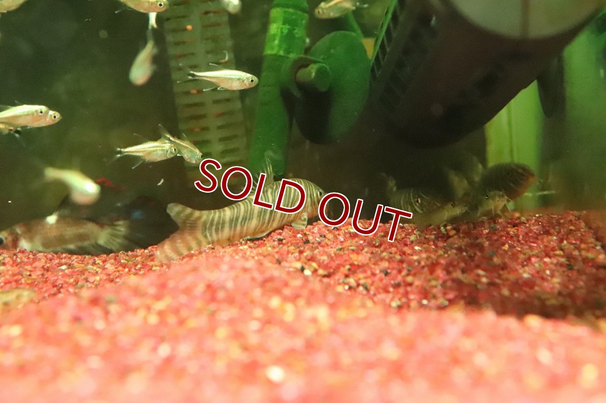 画像2: 【淡水魚】【通販】ボーシャ ストリアータ【１匹 サンプル画像】(コイ科)(生体)(熱帯魚)NK (2)