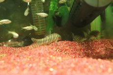 画像2: 【淡水魚】【通販】ボーシャ ストリアータ【１匹 サンプル画像】(コイ科)(生体)(熱帯魚)NK (2)