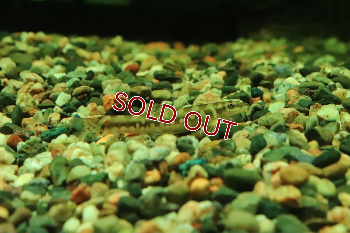 画像1: 【淡水魚】【通販】ギュンテリーローチ【１匹 サンプル画像】(コイ科)(生体)(熱帯魚)NK (1)