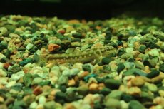 画像1: 【淡水魚】【通販】ギュンテリーローチ【１匹 サンプル画像】(コイ科)(生体)(熱帯魚)NK (1)