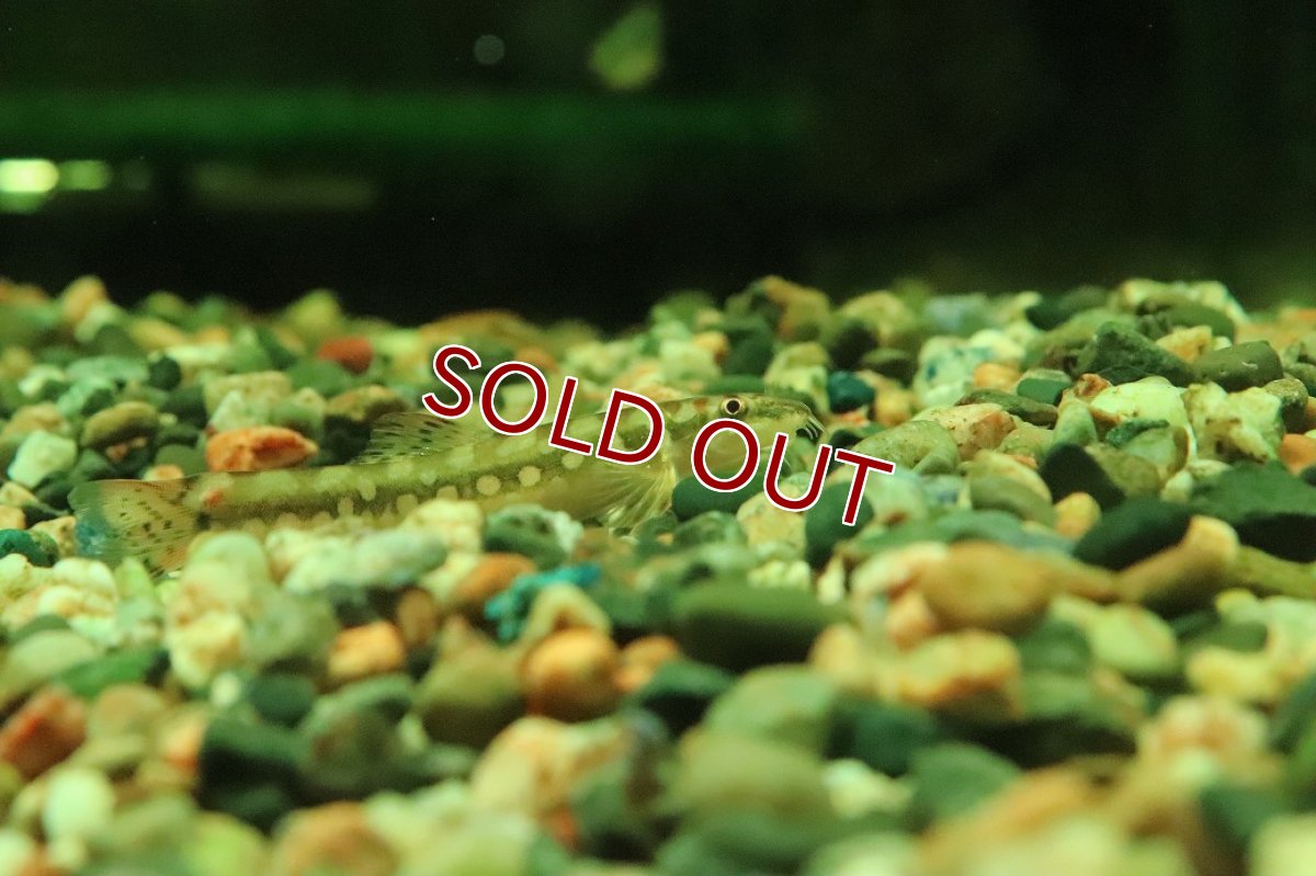 画像2: 【淡水魚】【通販】ギュンテリーローチ【１匹 サンプル画像】(コイ科)(生体)(熱帯魚)NK (2)