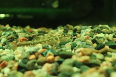 画像2: 【淡水魚】【通販】ギュンテリーローチ【１匹 サンプル画像】(コイ科)(生体)(熱帯魚)NK (2)