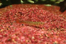 画像1: 【淡水魚】【通販】クリムゾンローチ【１匹 サンプル画像】(コイ科)(生体)(熱帯魚)NK (1)