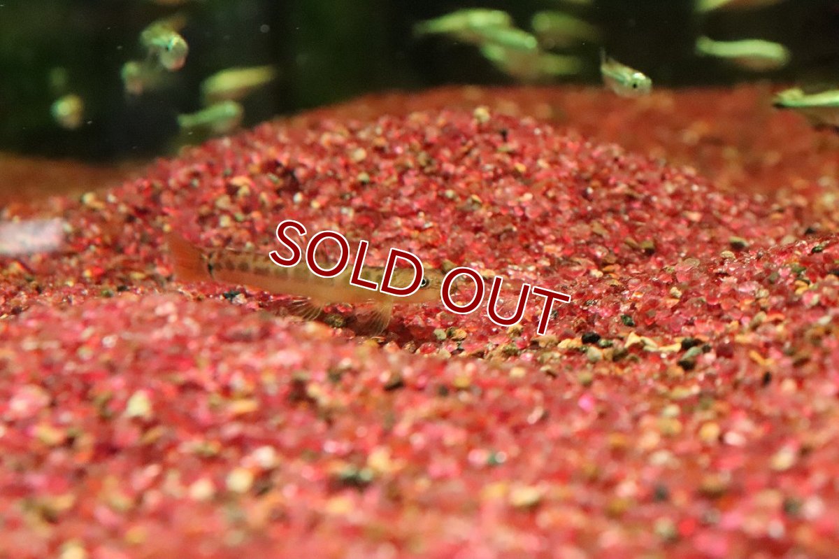 画像2: 【淡水魚】【通販】クリムゾンローチ【１匹 サンプル画像】(コイ科)(生体)(熱帯魚)NK (2)