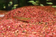 画像2: 【淡水魚】【通販】クリムゾンローチ【１匹 サンプル画像】(コイ科)(生体)(熱帯魚)NK (2)
