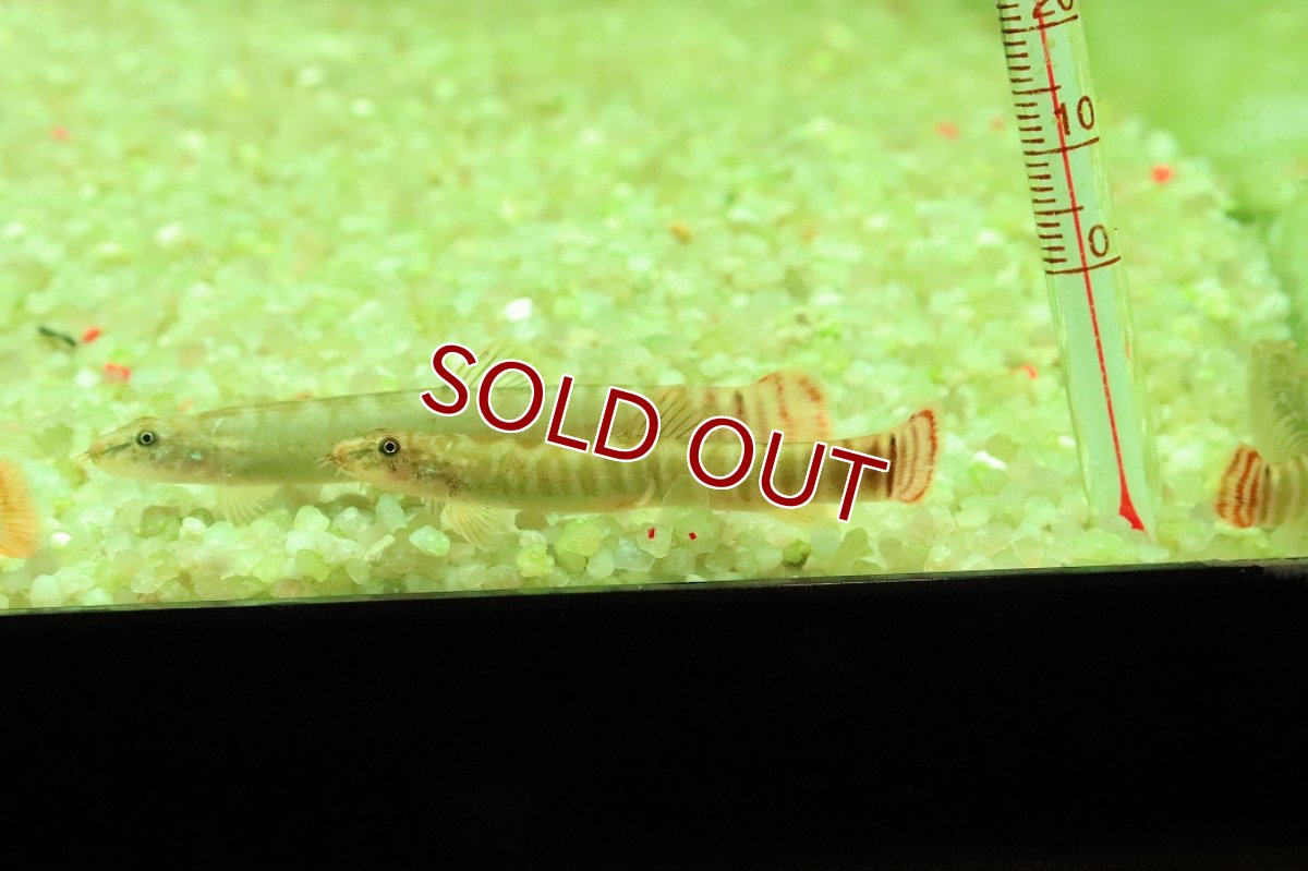 画像1: 【淡水魚】【通販】レッドテールスクレイルローチ【１匹 サンプル画像】(コイ科)(生体)(熱帯魚)NK (1)