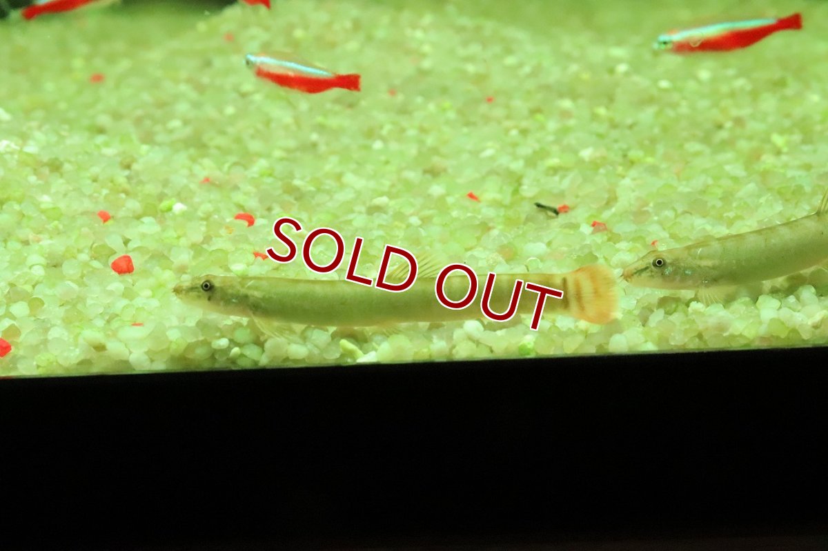 画像2: 【淡水魚】【通販】レッドテールスクレイルローチ【１匹 サンプル画像】(コイ科)(生体)(熱帯魚)NK (2)