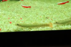 画像2: 【淡水魚】【通販】レッドテールスクレイルローチ【１匹 サンプル画像】(コイ科)(生体)(熱帯魚)NK (2)