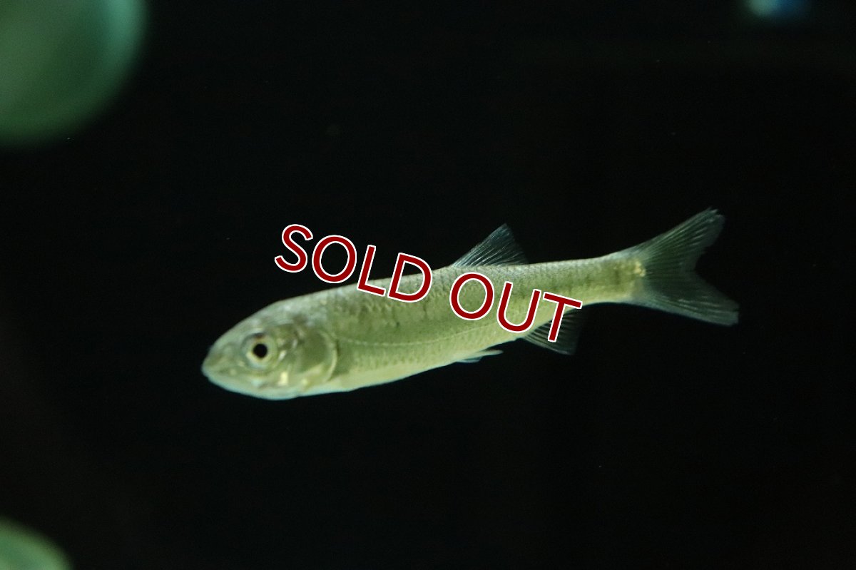 画像1: 【淡水魚】【通販】バリリウス ガテンシス【１匹 サンプル画像】(コイ科)(生体)(熱帯魚)NKO (1)