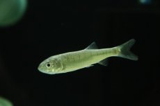画像1: 【淡水魚】【通販】バリリウス ガテンシス【１匹 サンプル画像】(コイ科)(生体)(熱帯魚)NKO (1)