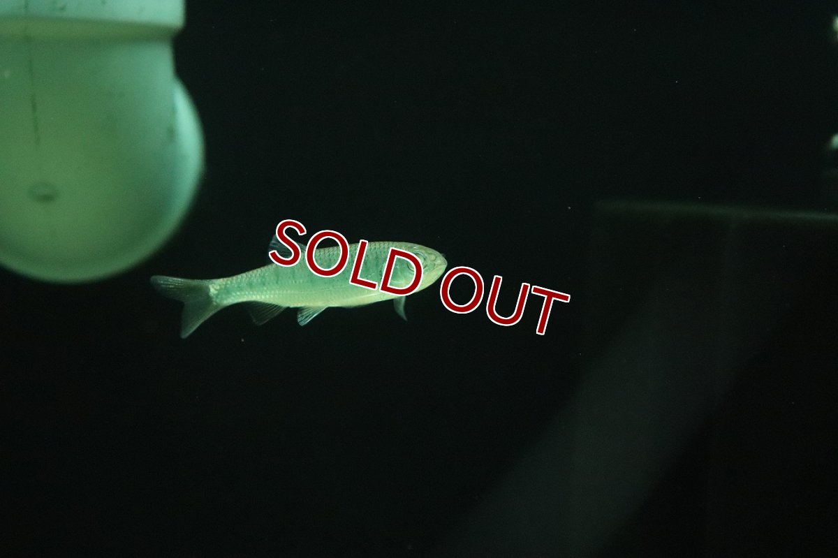 画像2: 【淡水魚】【通販】バリリウス ガテンシス【１匹 サンプル画像】(コイ科)(生体)(熱帯魚)NKO (2)