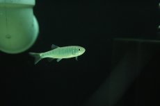 画像2: 【淡水魚】【通販】バリリウス ガテンシス【１匹 サンプル画像】(コイ科)(生体)(熱帯魚)NKO (2)
