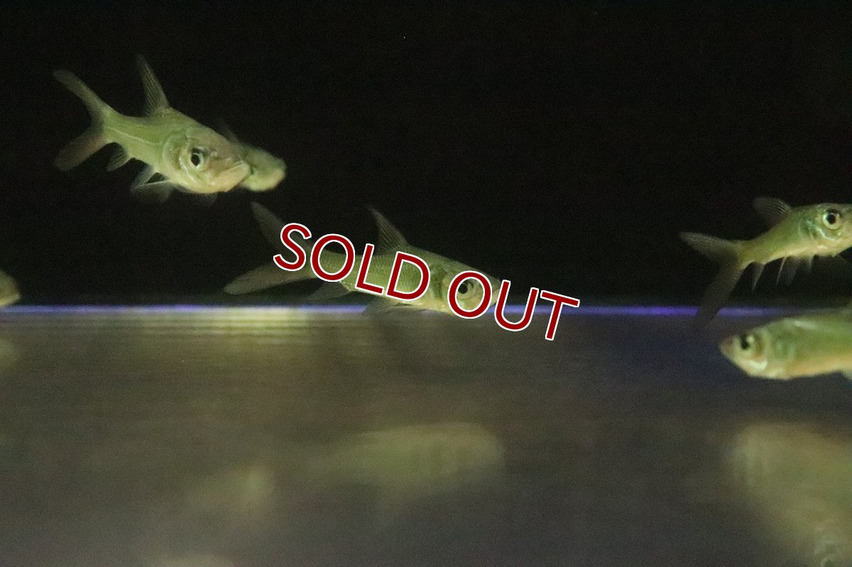 画像1: 【淡水魚】【通販】激安 パーカーホ【1匹 サンプル画像】(±5cm)(大型魚)(生体)(熱帯魚)NKO (1)